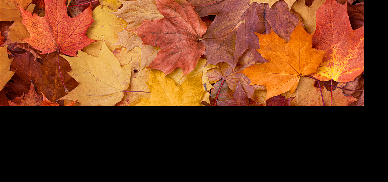 VvkAlgemeenSfeerHerfst