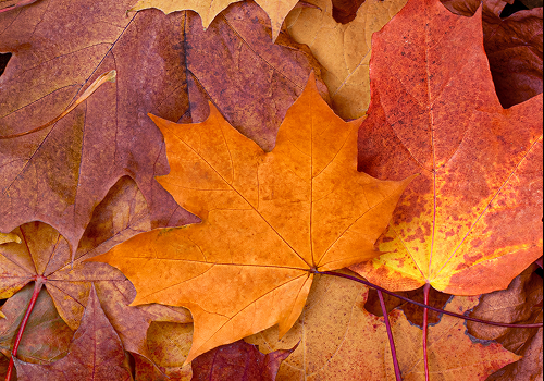 VvkAlgemeenSfeerHerfst